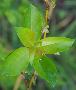 صورة Salix starkeana Willd.