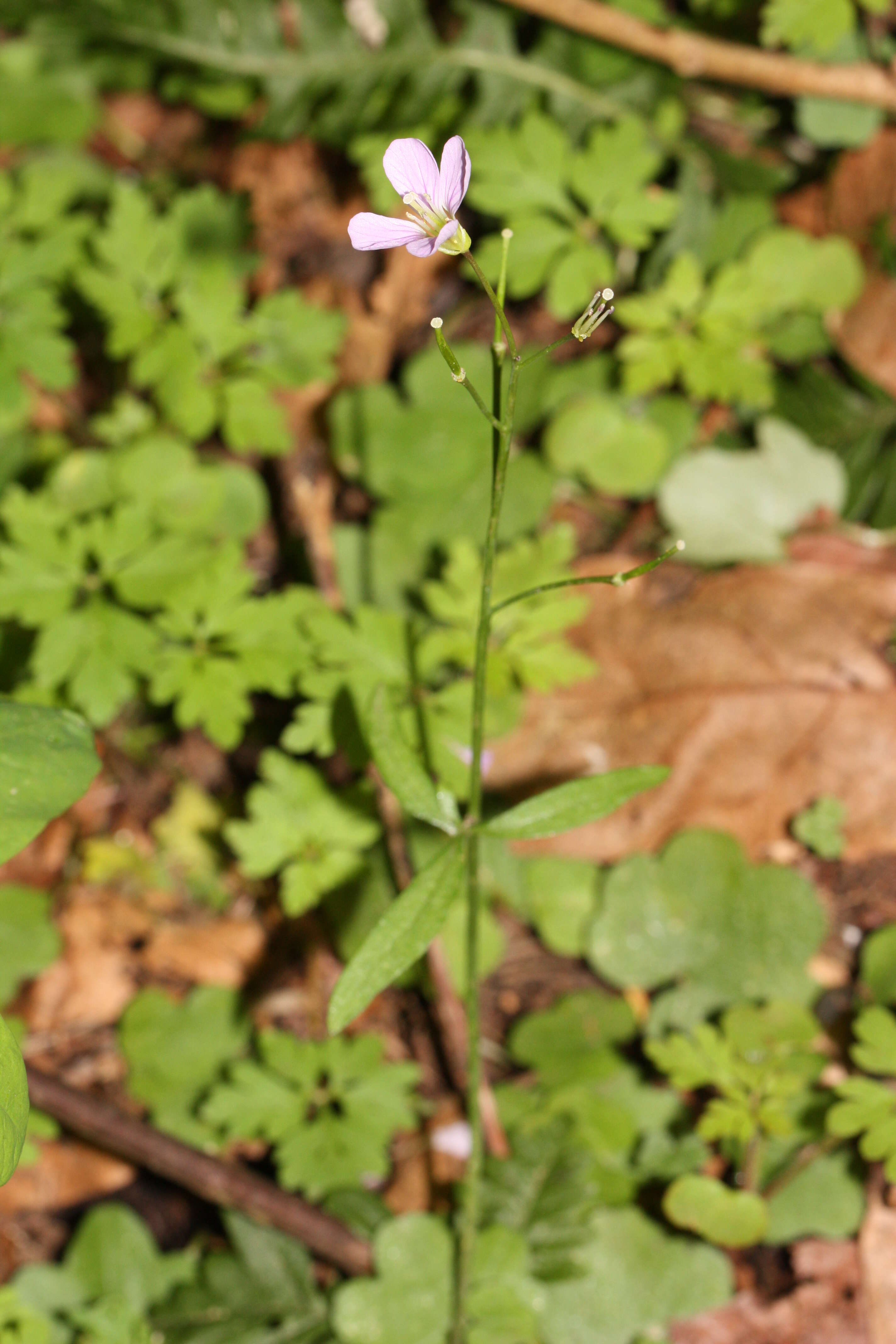 Image of Nuttall's toothwort