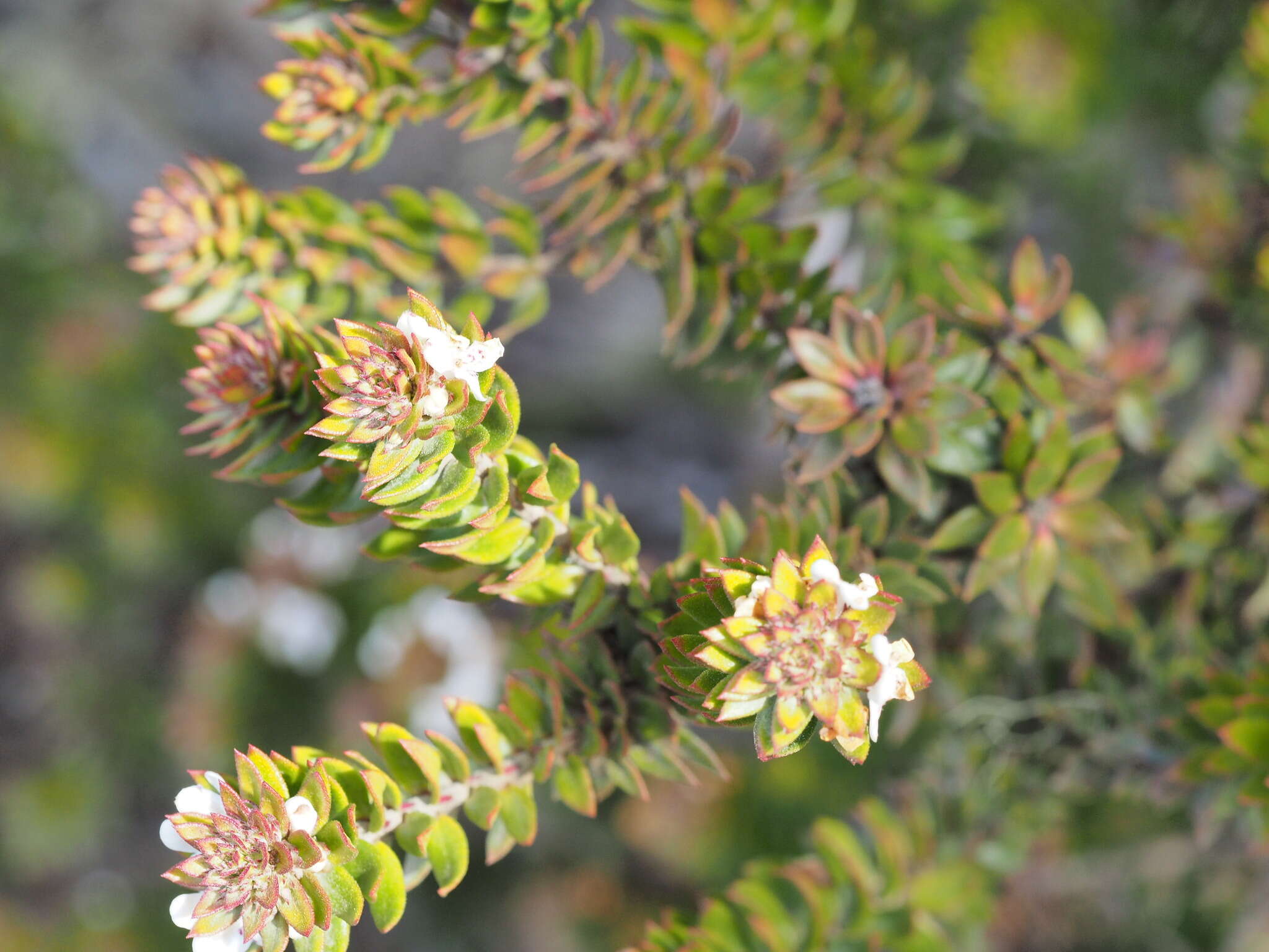 Image de Westringia rubiifolia R. Br.