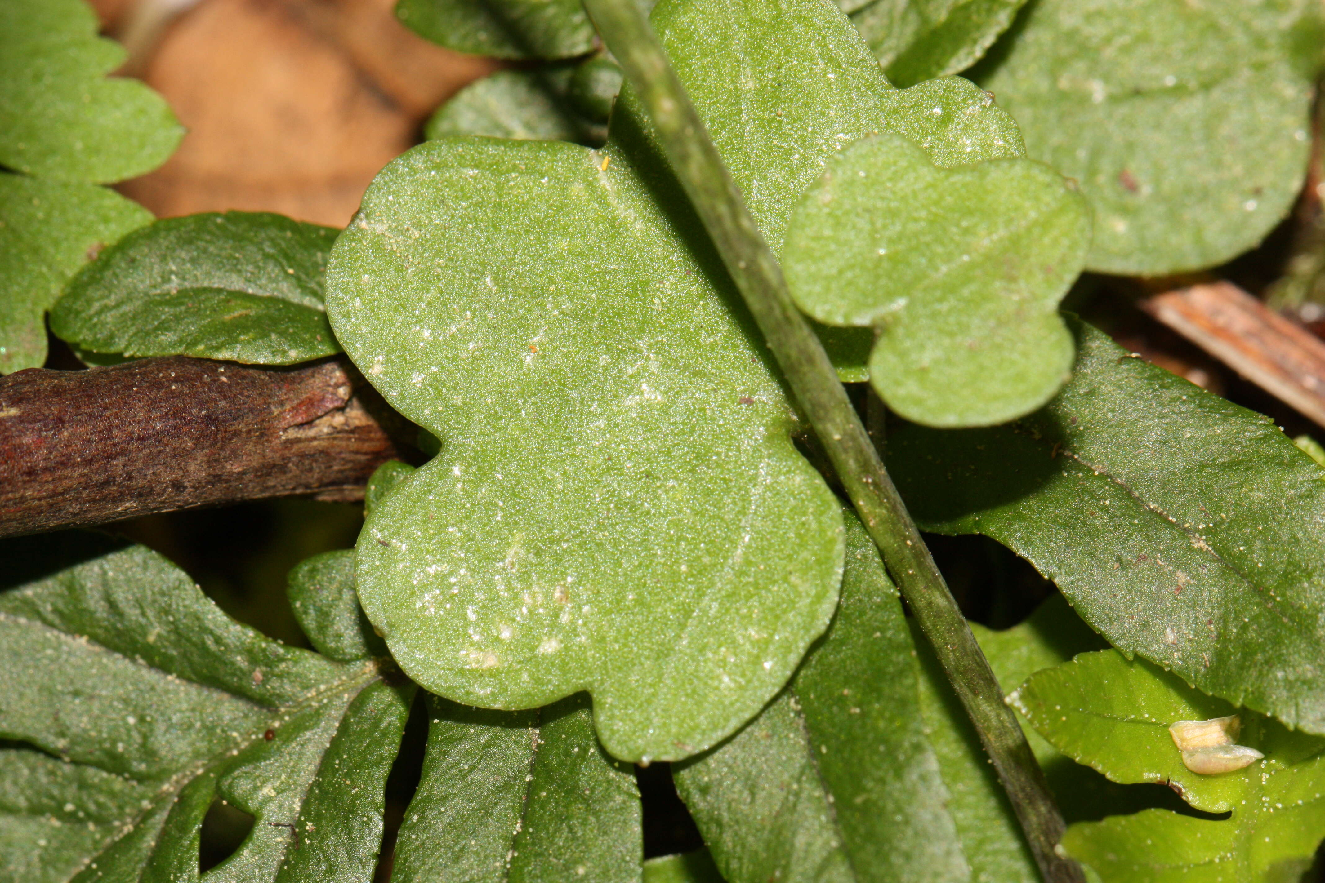 Image of Nuttall's toothwort