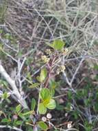 Plancia ëd Ceanothus martinii M. E. Jones