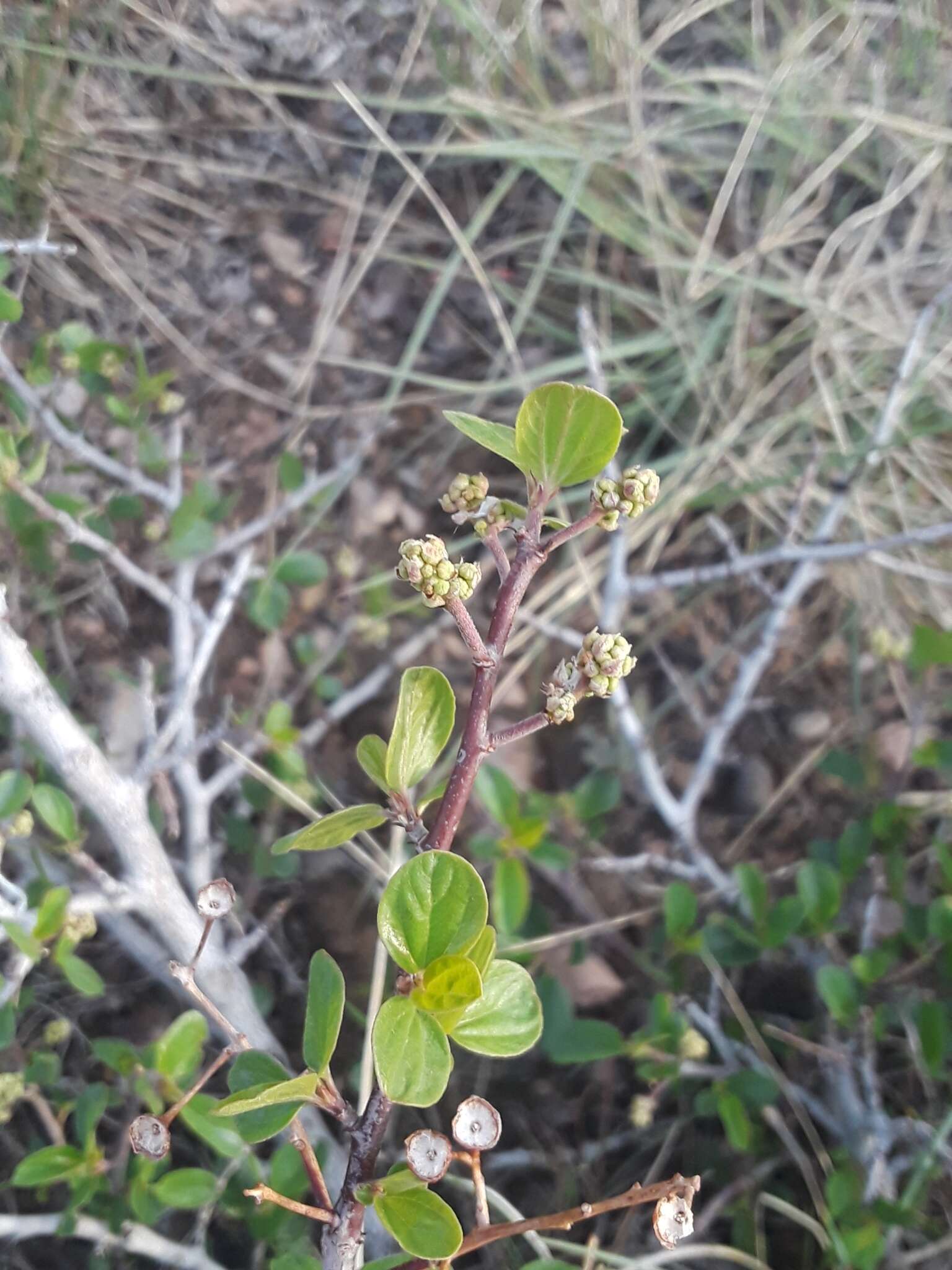 Plancia ëd Ceanothus martinii M. E. Jones