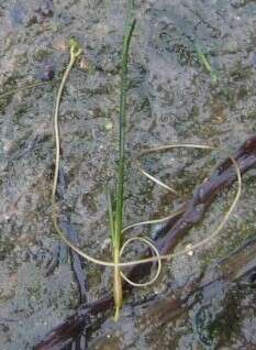 Image of spiral ditchgrass