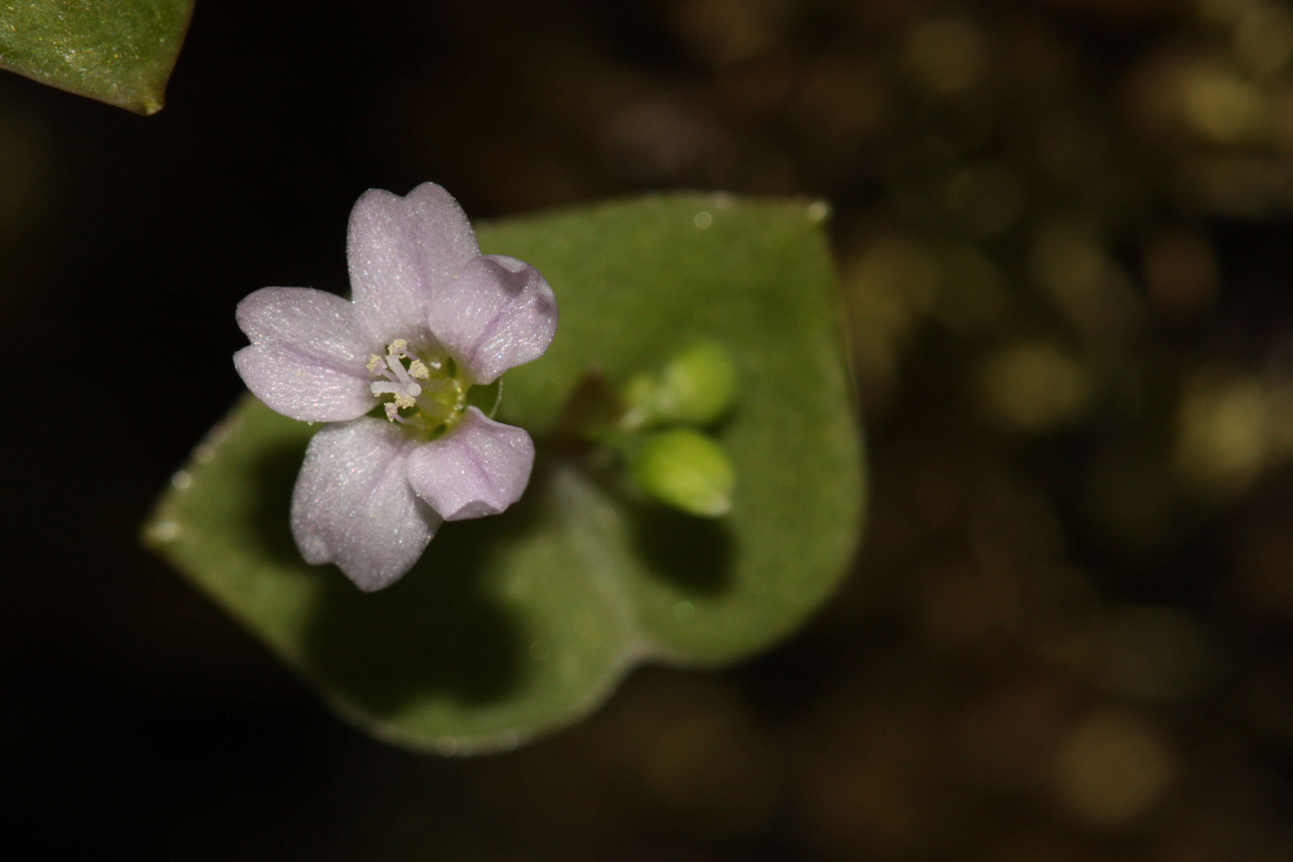 Image of Indian lettuce