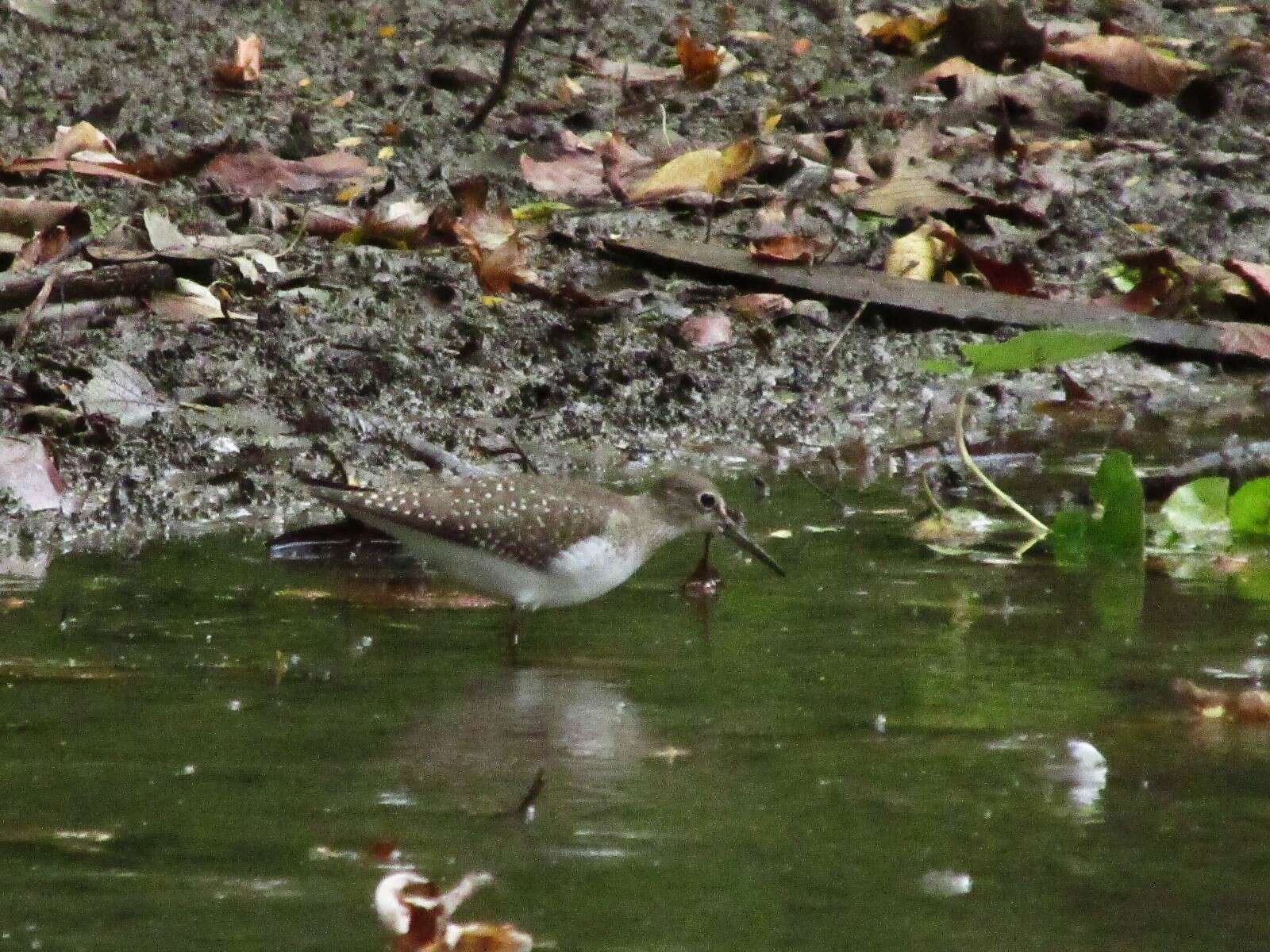 Image of Solitary Sandpiper