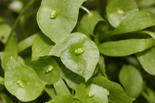 Image of Indian lettuce