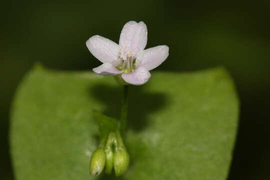 Image of Indian lettuce