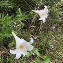 Lilium longiflorum Thunb. resmi