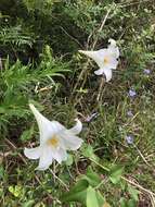 Image of Easter lily