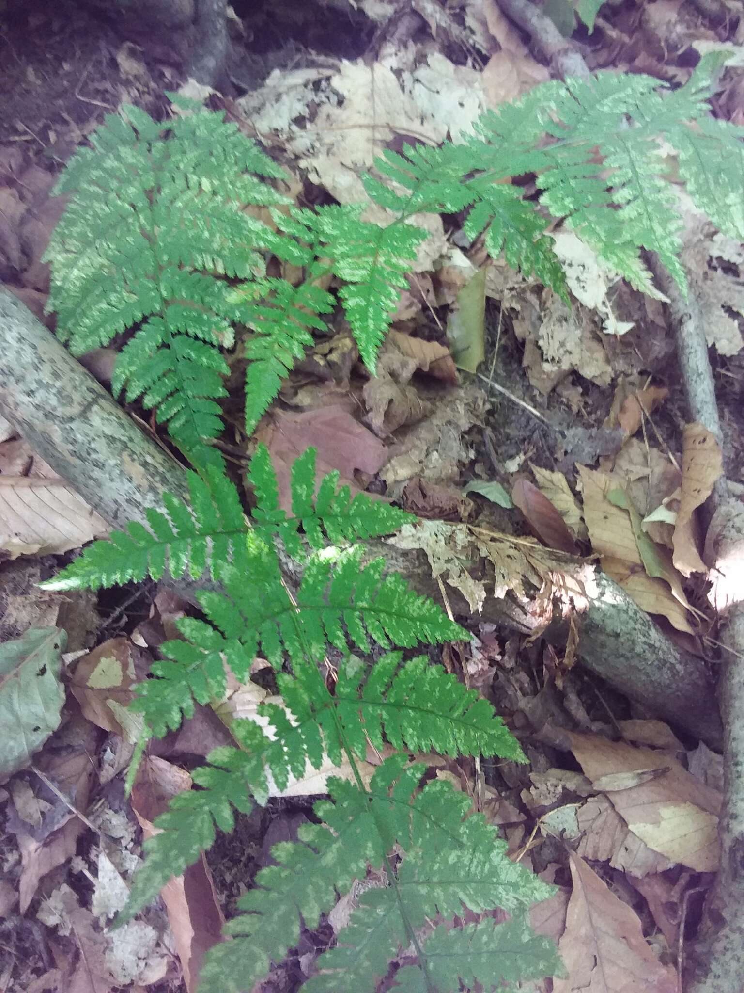 Imagem de Dryopteris carthusiana (Vill.) H. P. Fuchs