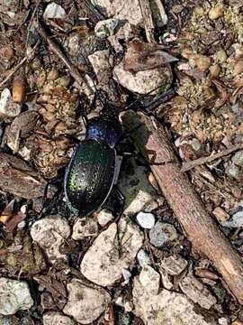 Image of Carabus (Eucarabus) catenulatus Scopoli 1763