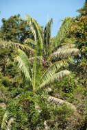 Image of Dypsis lastelliana (Baill.) Beentje & J. Dransf.