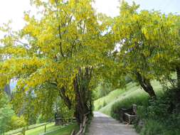 Plancia ëd Laburnum alpinum (Mill.) Bercht. & J. Presl