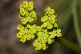 Image of cascade desertparsley