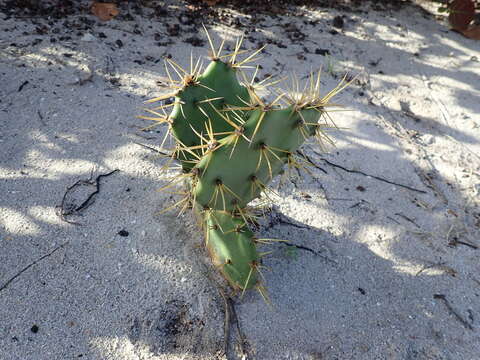 Image of Erect Prickly Pear