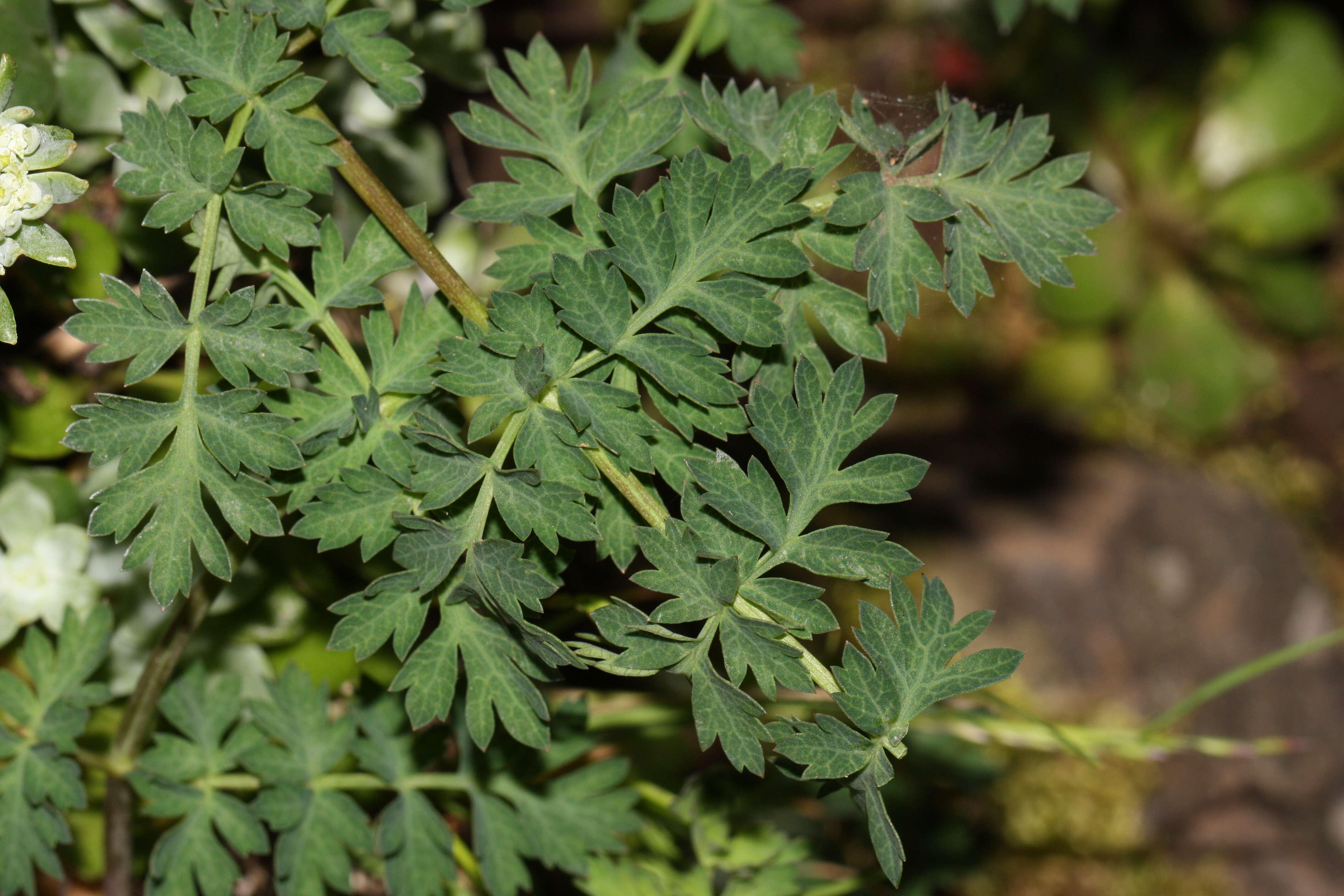 Image of cascade desertparsley