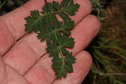 Image of cascade desertparsley