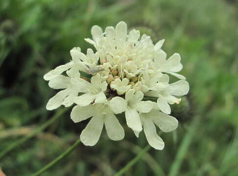 Image of Scabiosa bipinnata C. Koch