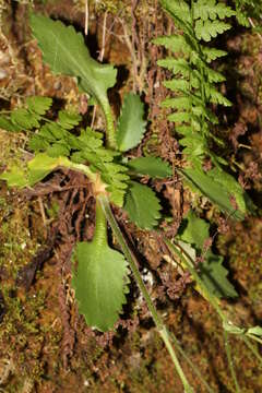 Plancia ëd Micranthes rufidula Small