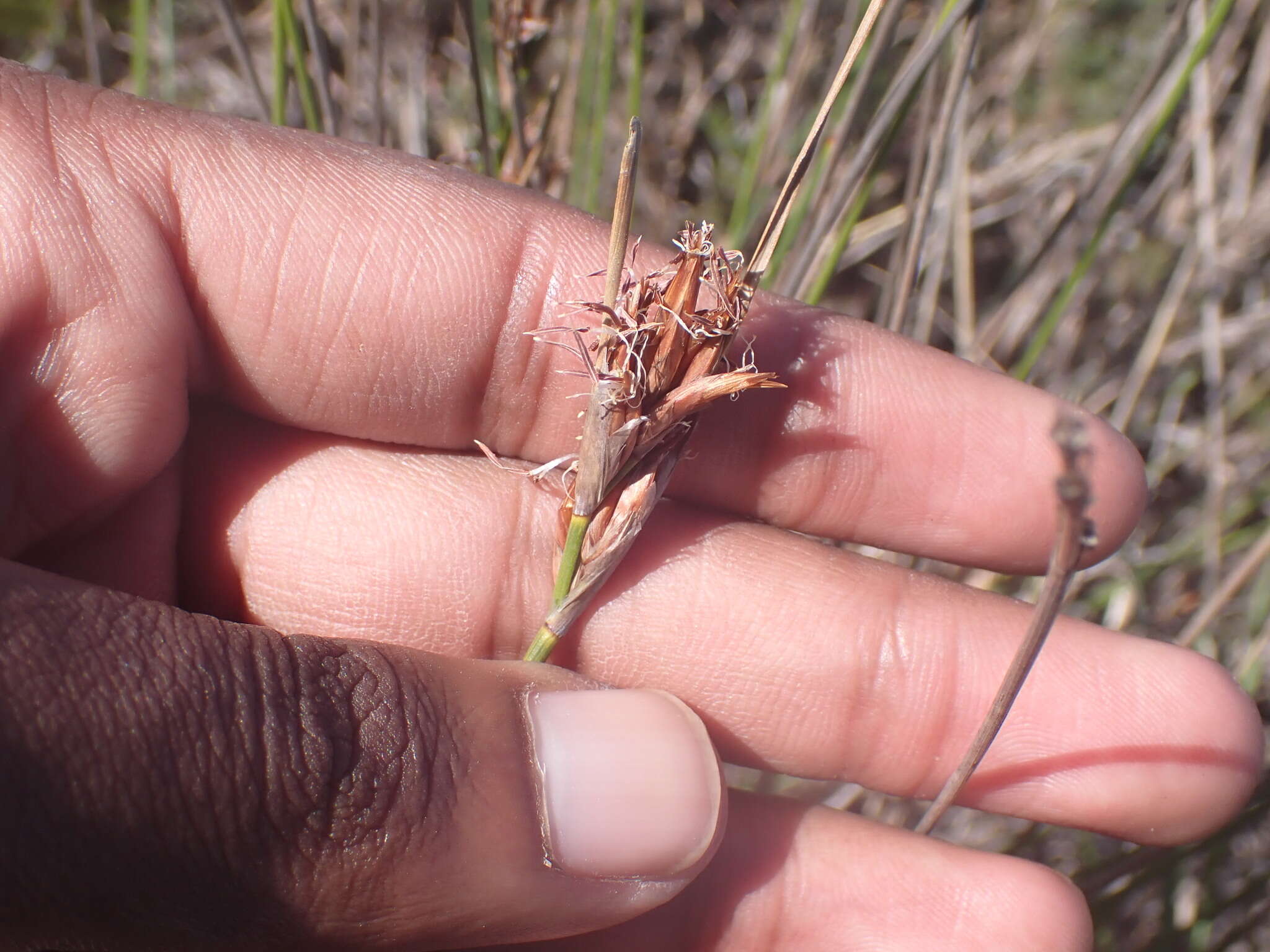 Image of Schoenus megacarpus T. L. Elliott & Muasya