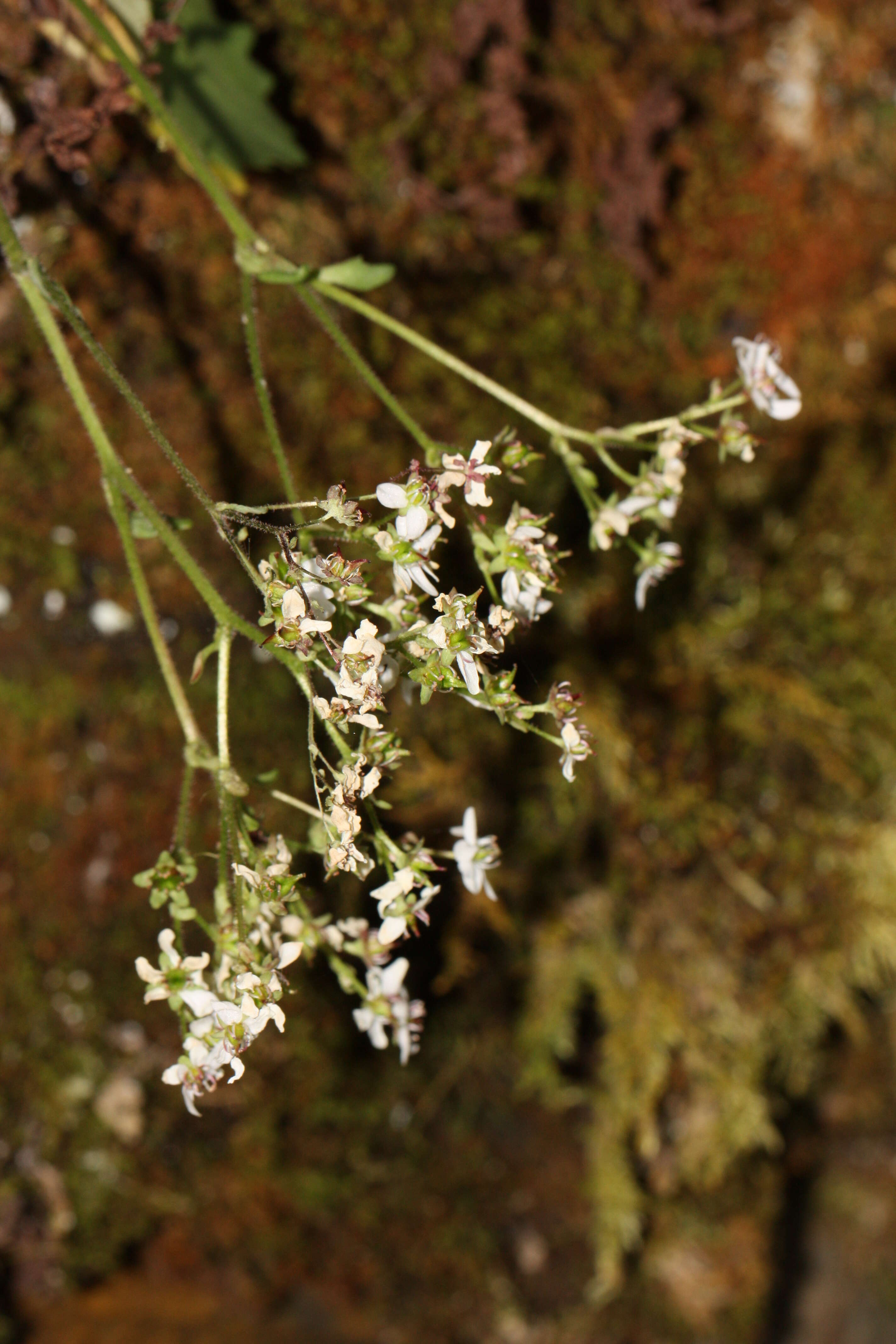 Plancia ëd Micranthes rufidula Small