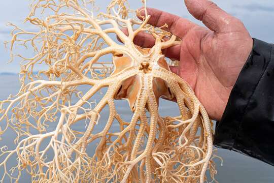 Image of basket star