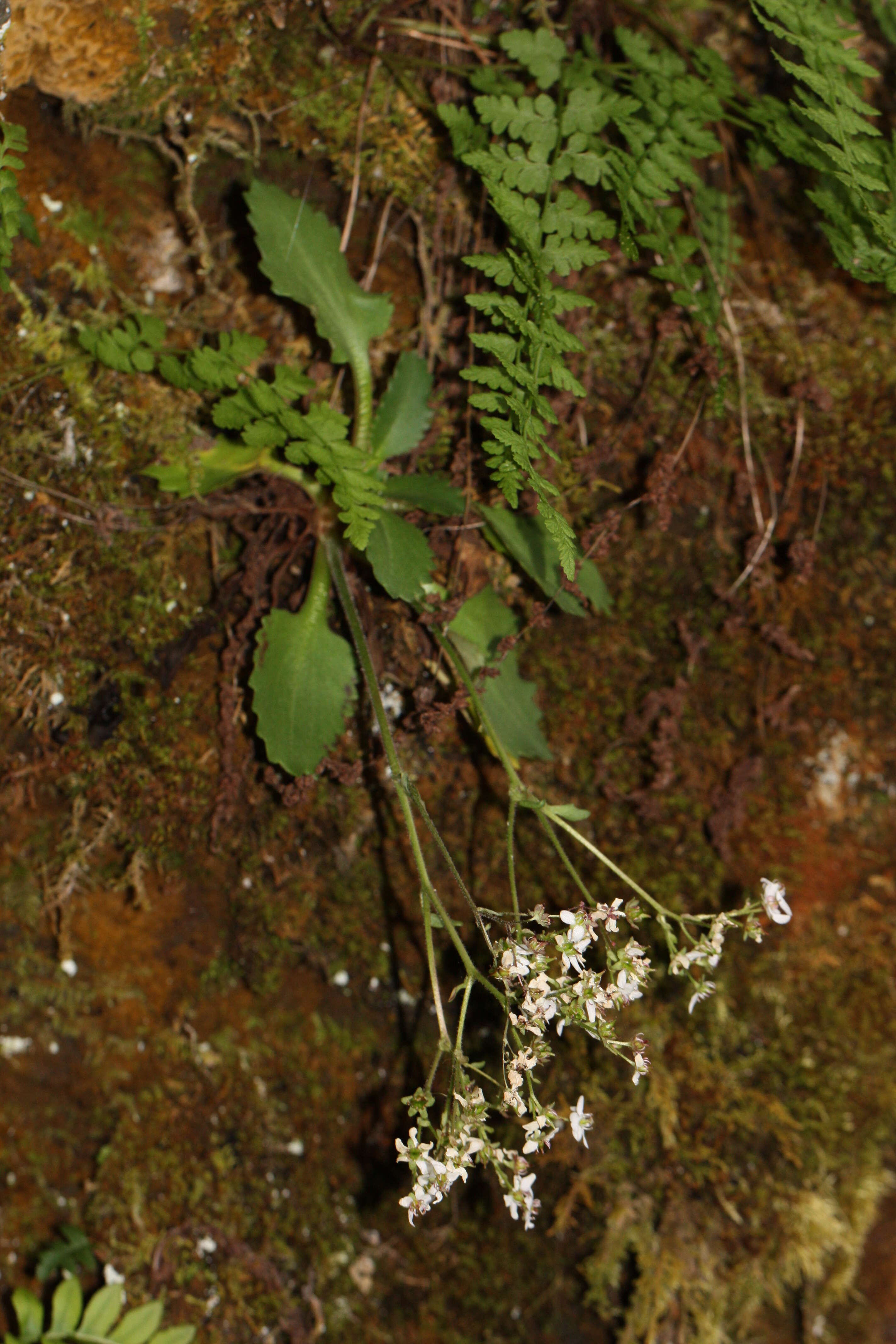 Plancia ëd Micranthes rufidula Small