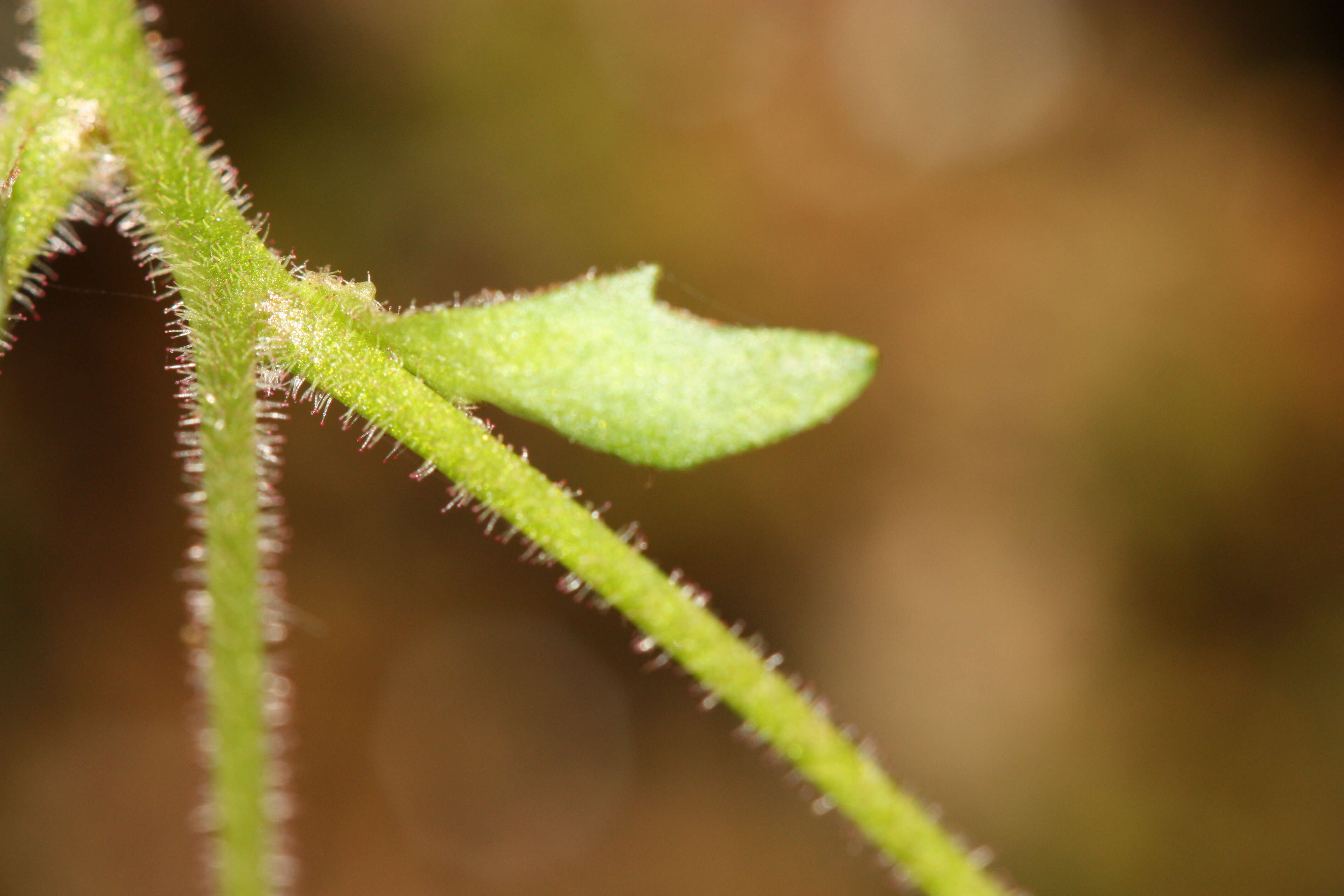 Plancia ëd Micranthes rufidula Small