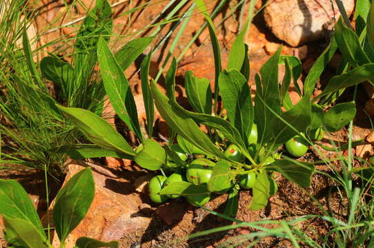 صورة Pygmaeothamnus zeyheri (Sond.) Robyns