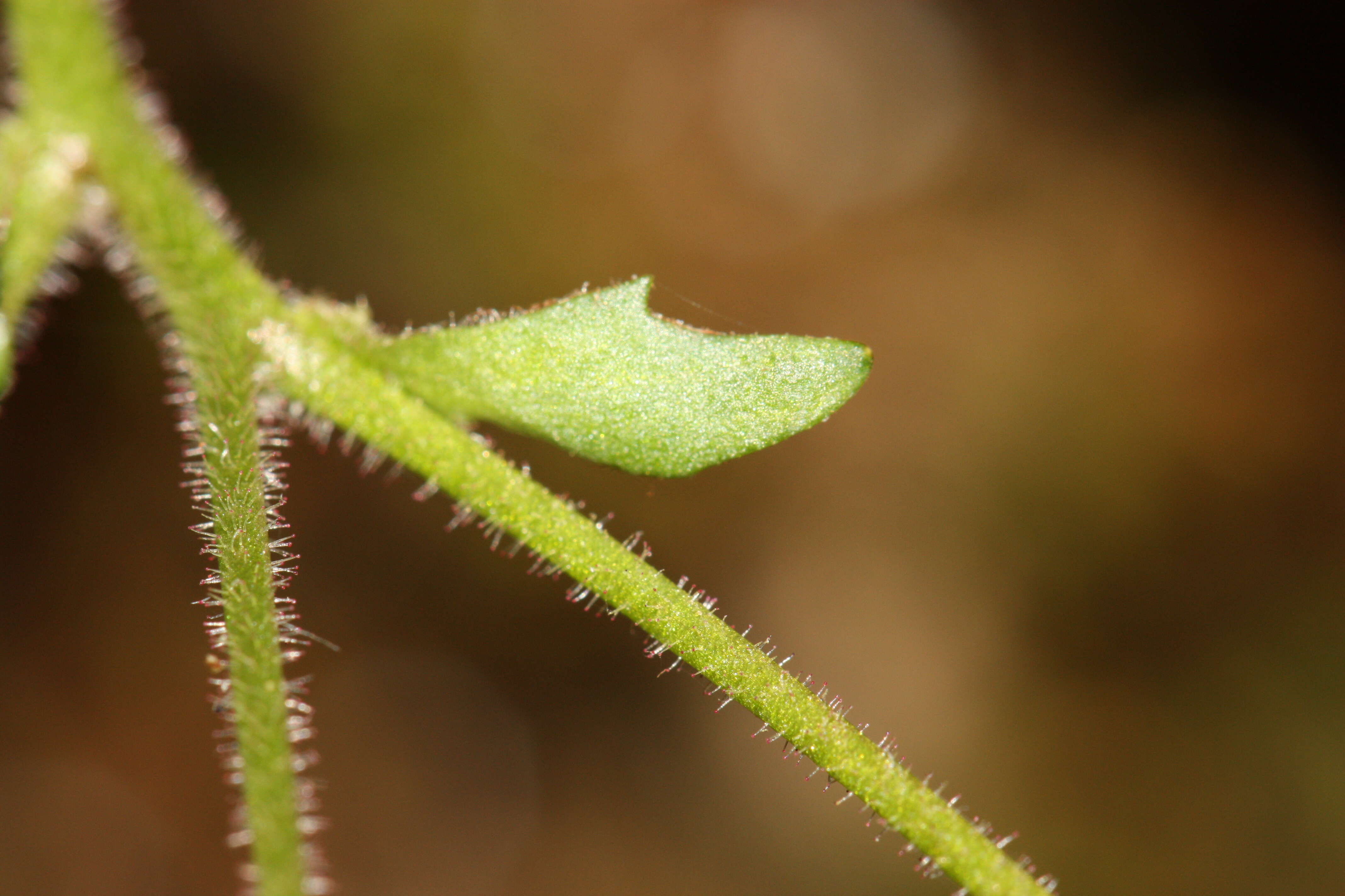 Plancia ëd Micranthes rufidula Small