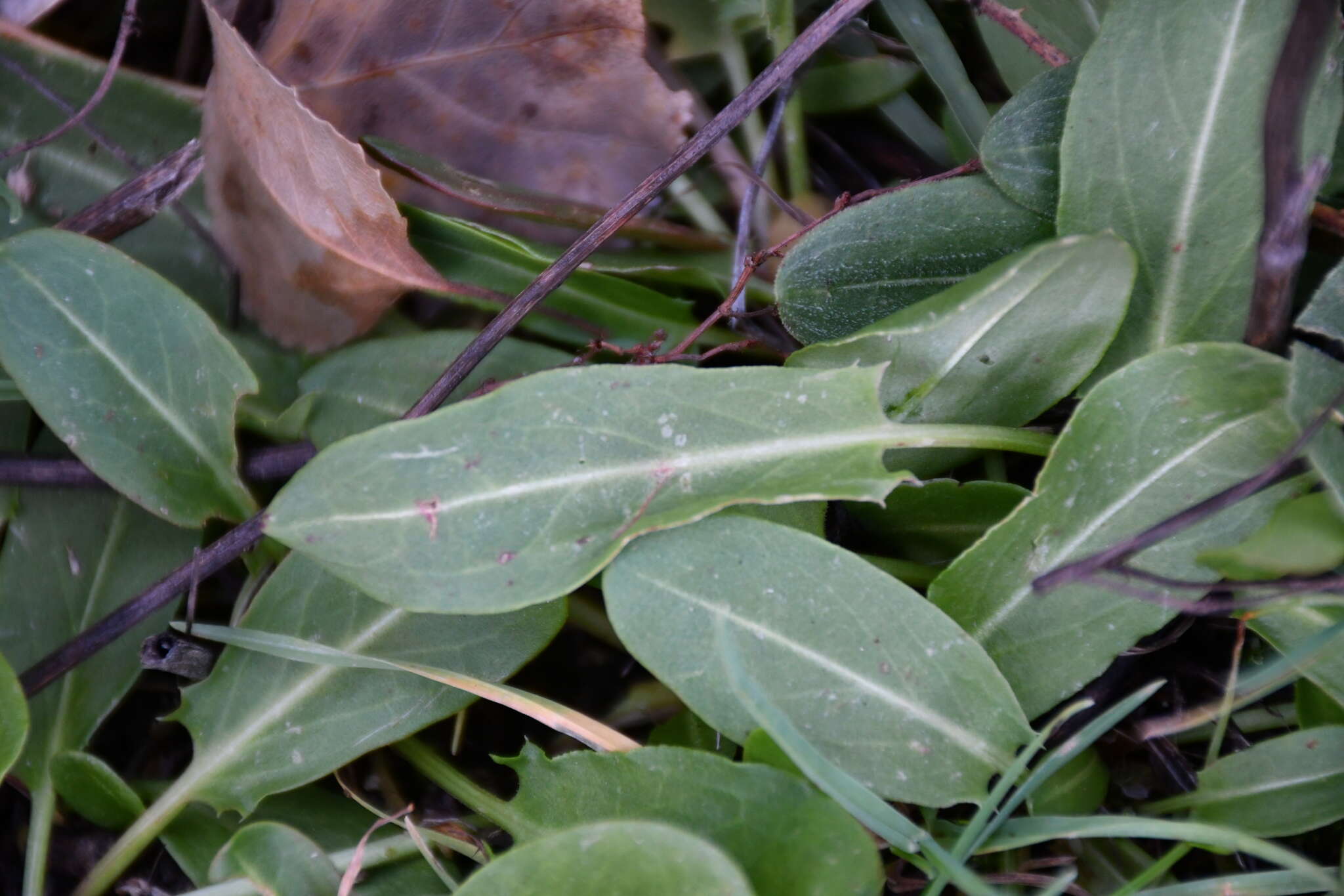 Rumex papillaris Boiss. & Reuter的圖片