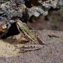 Image of Long-toed Slender Frog