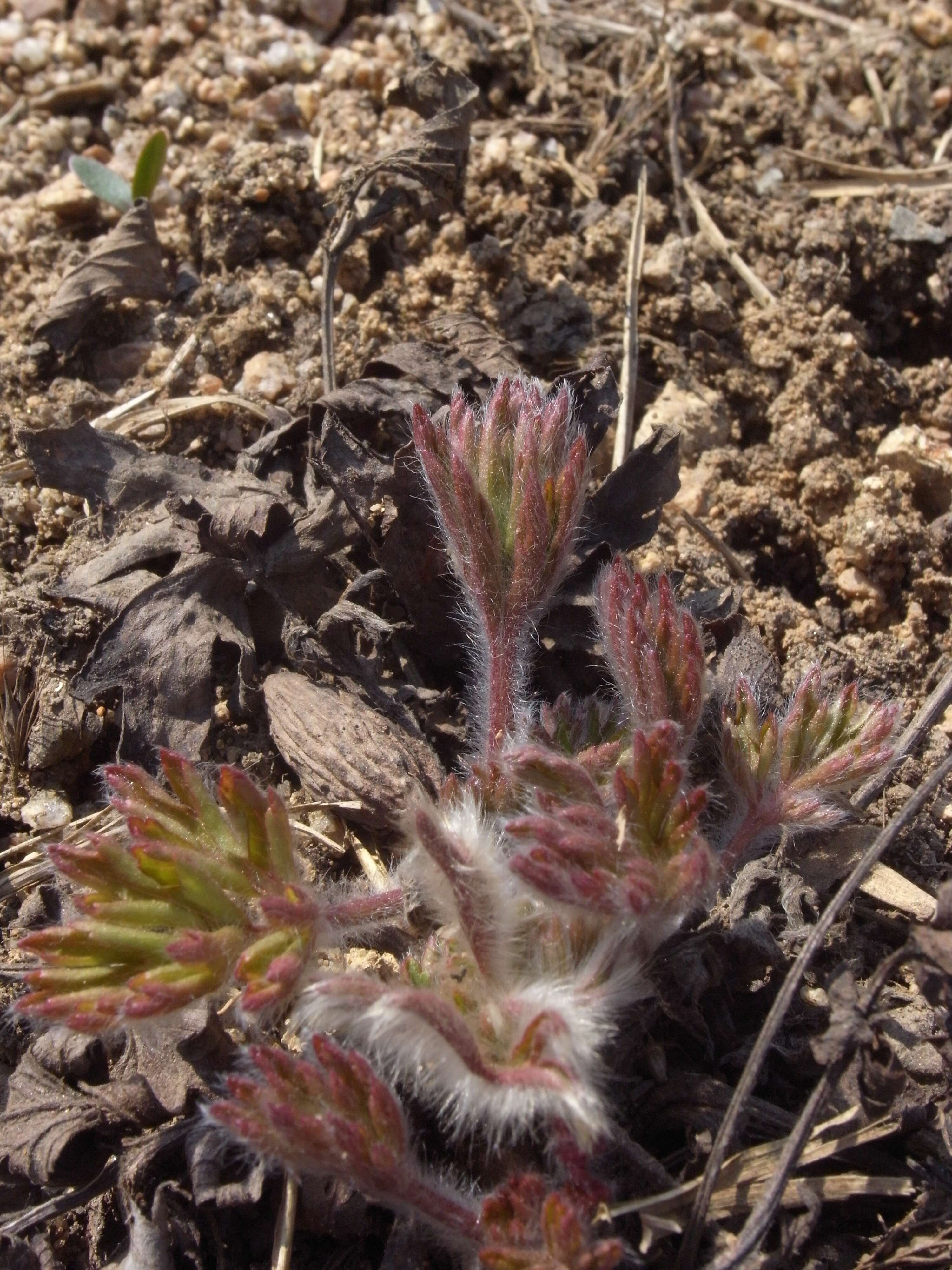 Image of Pulsatilla koreana