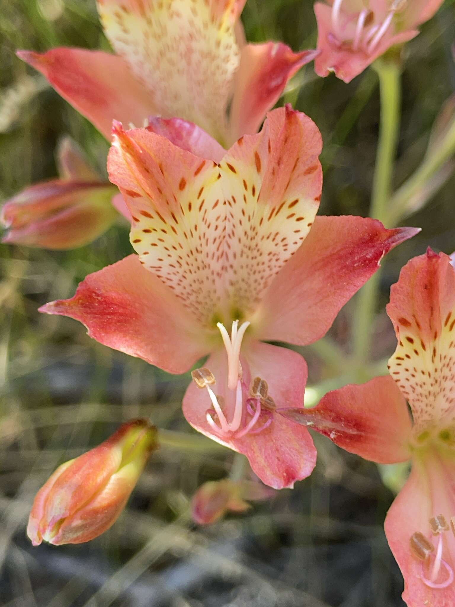 Image of Alstroemeria hookeri Sweet