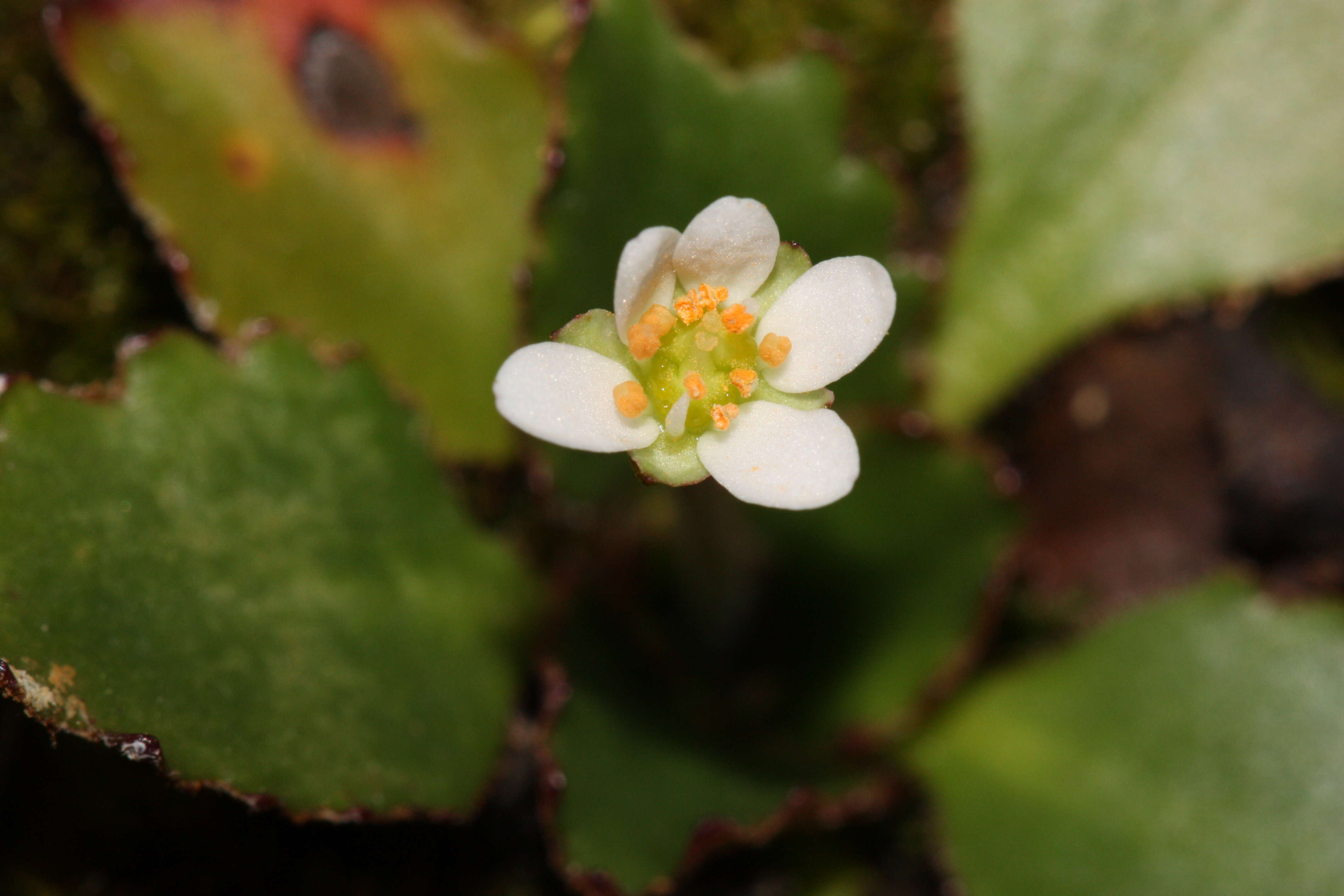 Plancia ëd Micranthes rufidula Small