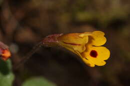 Image of Wing-Stem Monkey-Flower