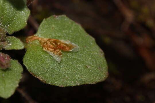 Image of Wing-Stem Monkey-Flower