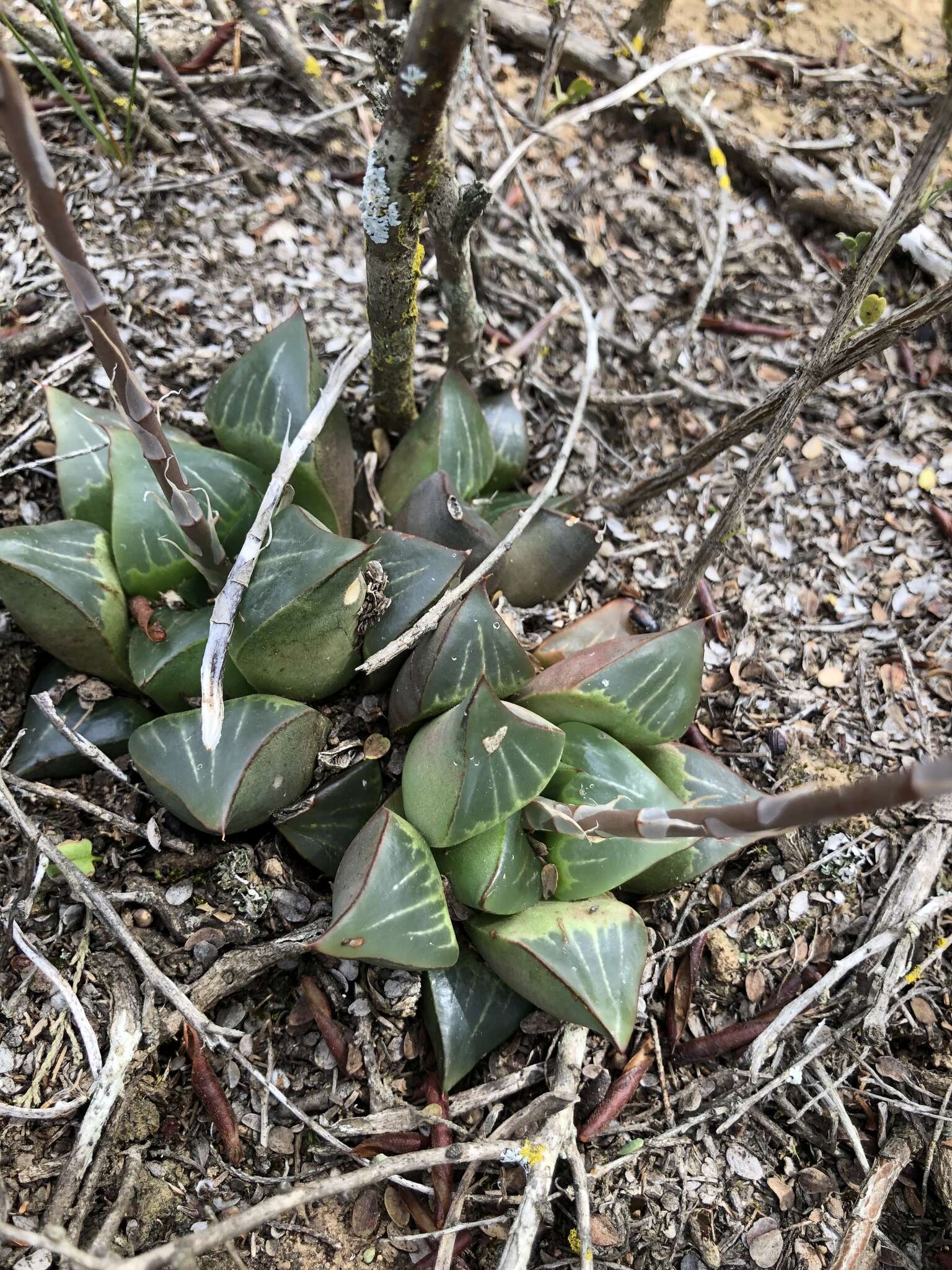 Слика од Haworthia retusa (L.) Duval