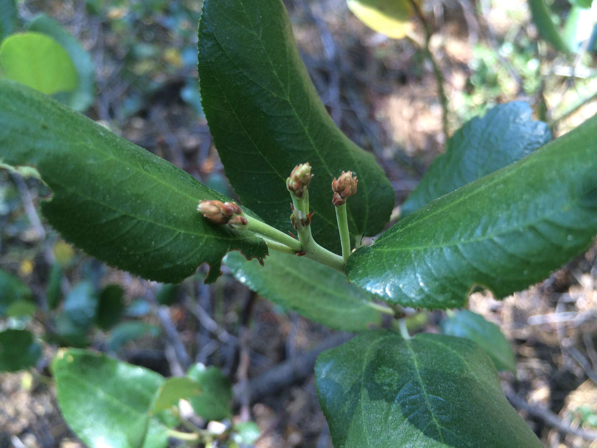 Ceanothus velutinus Dougl. resmi