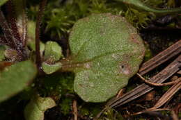 Image of Wing-Stem Monkey-Flower