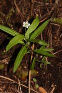 Plancia ëd Moehringia macrophylla (Hook.) Fenzl