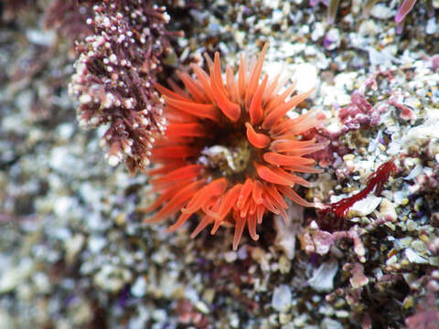 Image of buried sea anemone