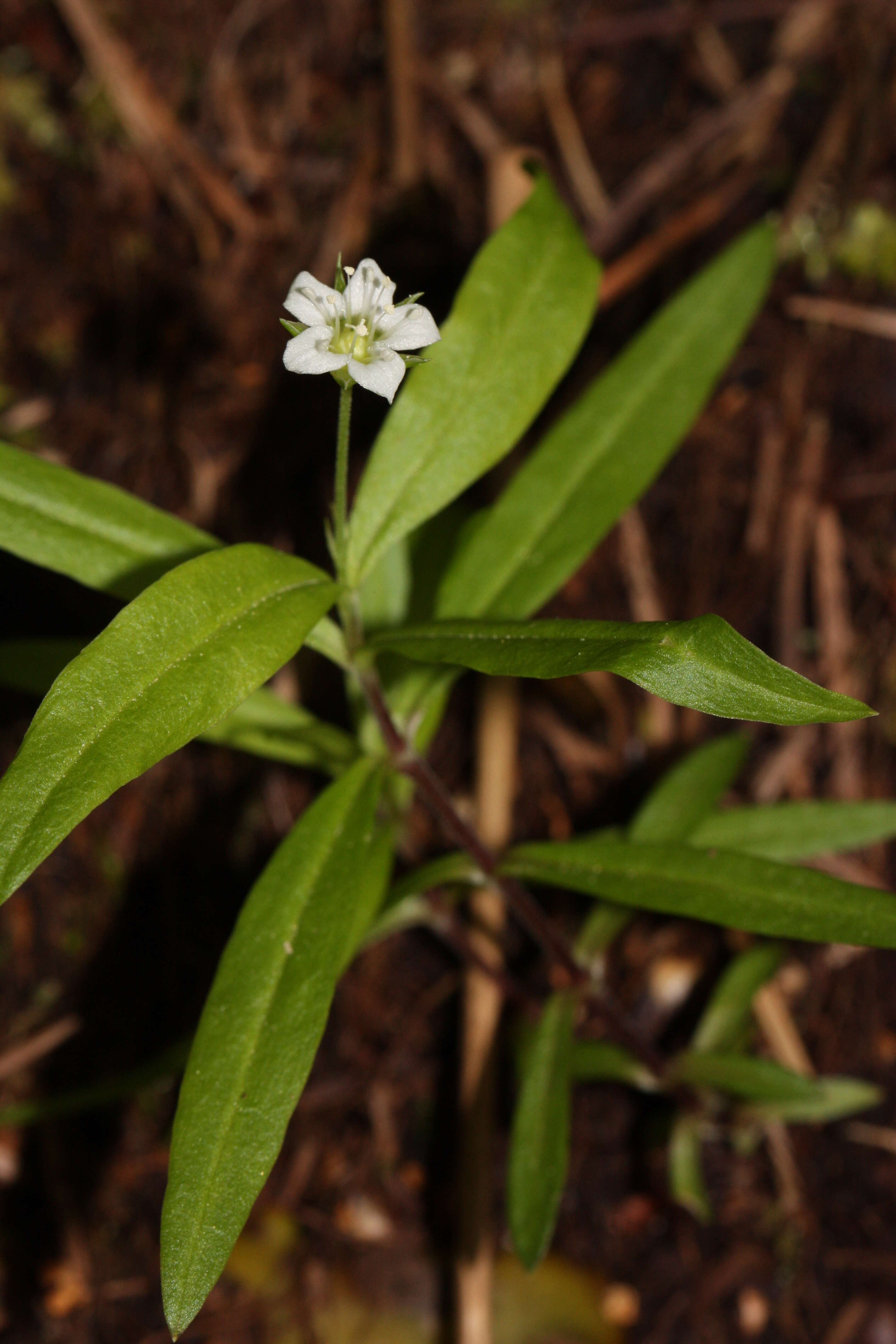 Plancia ëd Moehringia macrophylla (Hook.) Fenzl