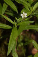 Plancia ëd Moehringia macrophylla (Hook.) Fenzl