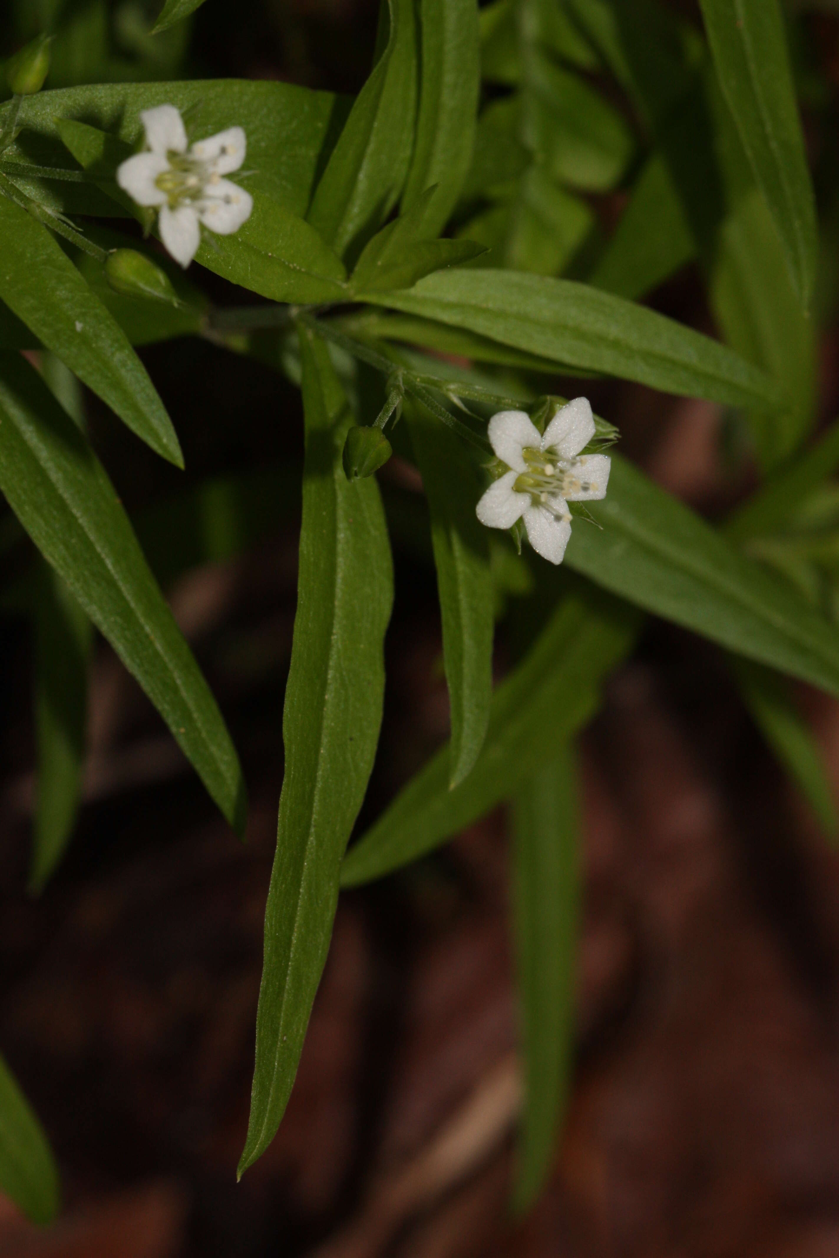 Plancia ëd Moehringia macrophylla (Hook.) Fenzl