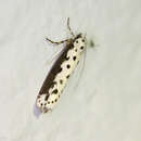 Image of Ethmia hagenella Chambers 1878