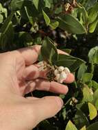 Image of woollyleaf manzanita