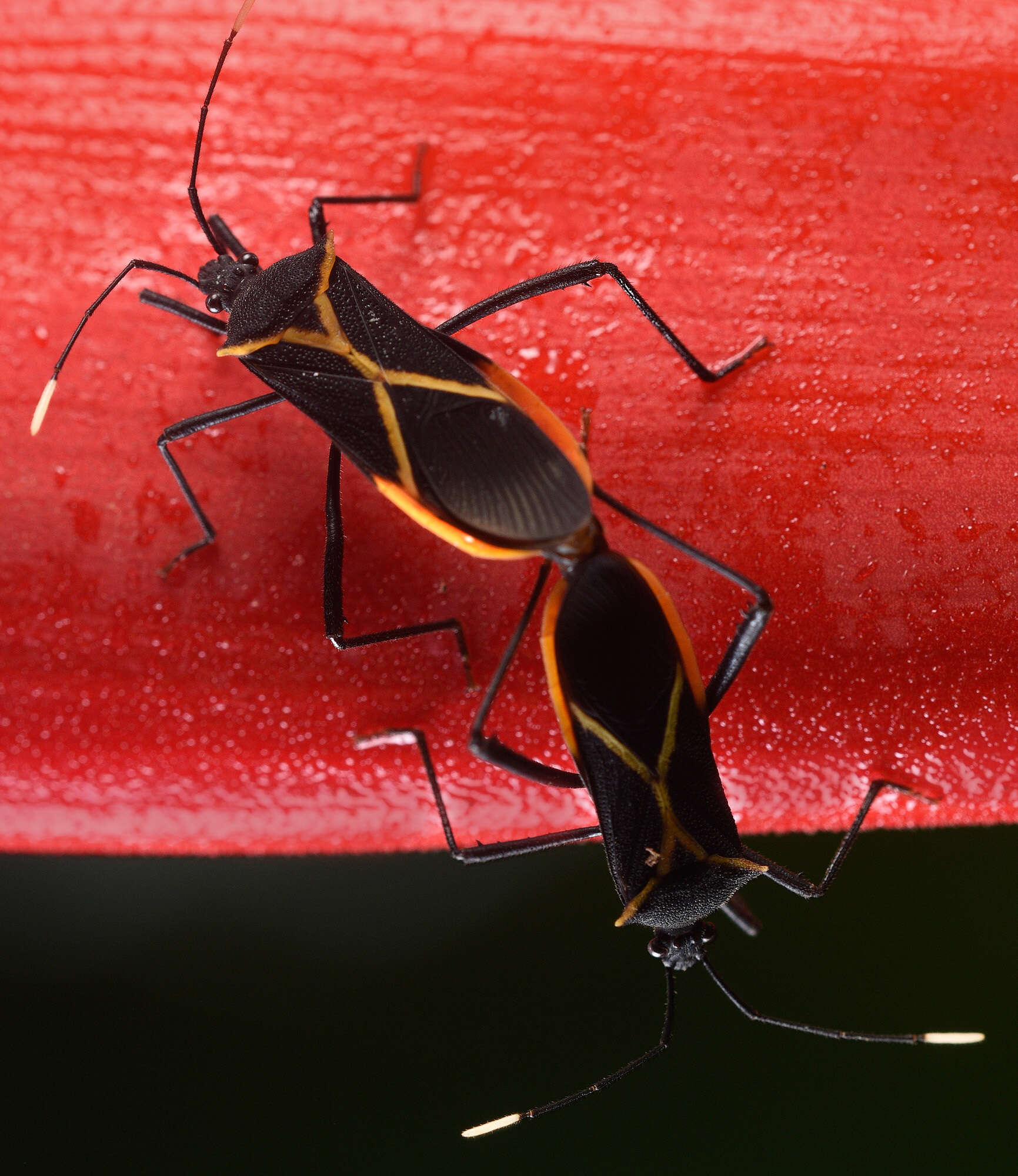 صورة Leptoscelis conspicuus Brailovsky & Barrera 2012