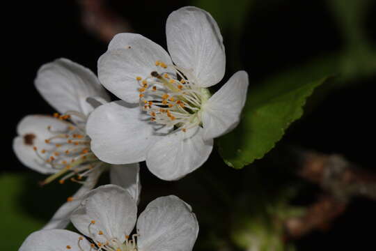 Imagem de Prunus cerasus L.