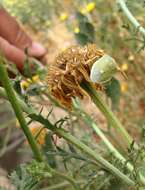 Image of Uhler's Stink Bug